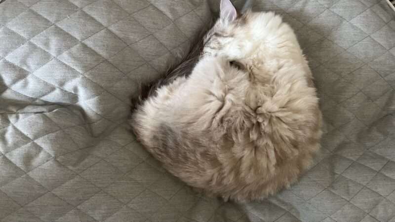 アンビエントラウンジベッドで気持ちよさそうに眠る成長したラグドール