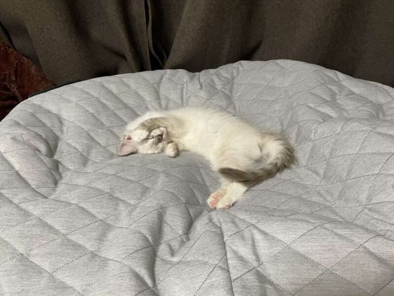 アンビエントラウンジベッドで気持ちよさそうに眠るラグドール