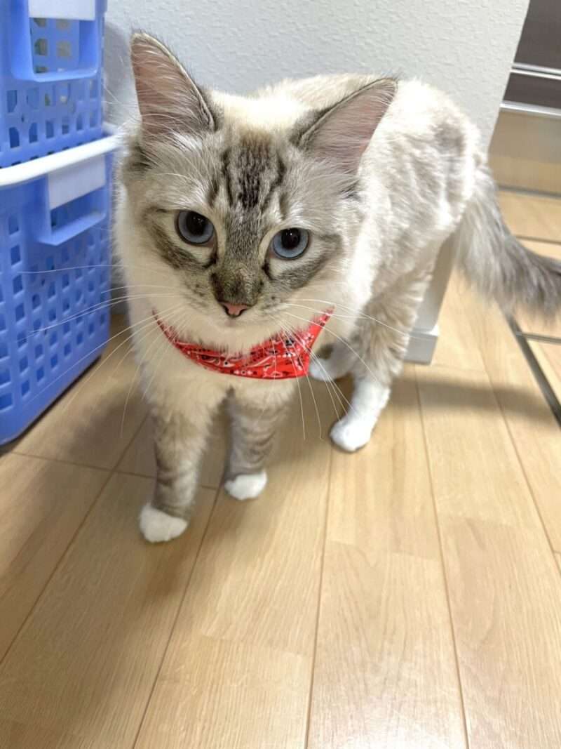 ラグドールの生後1年