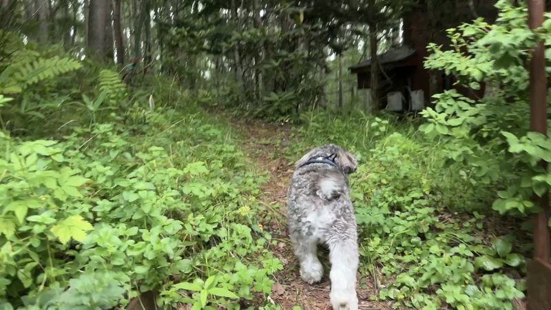 愛犬かげとらと別荘散策