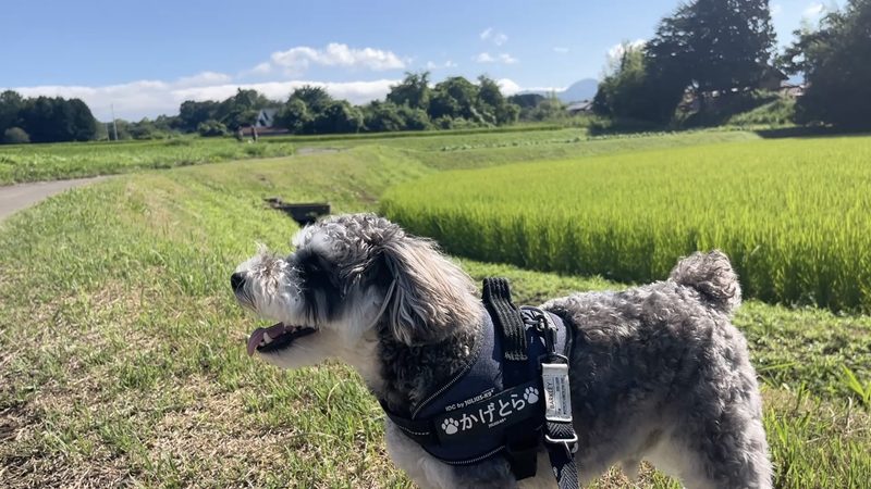 嬉しそうなかげとら