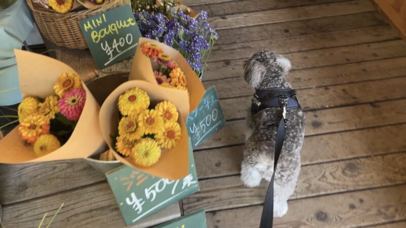かげとら in 八ヶ岳の花屋さん