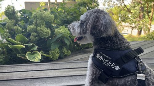 八ヶ岳でかげとらとカフェ巡り
