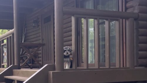 ログハウスとかげとら